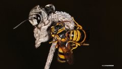Nomia rubroviridis
