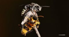 Nomia rubroviridis