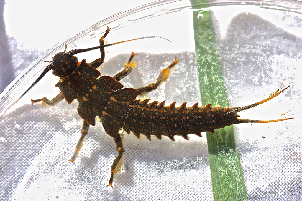 Knobbed Salmonfly
