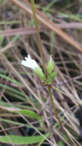Image of Galactia erecta by (c) Jay Horn, some rights reserved (CC BY)