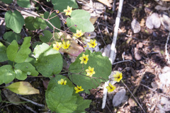 Vancouveria chrysantha