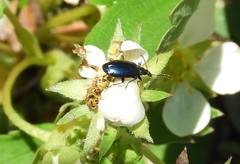 Lebia
