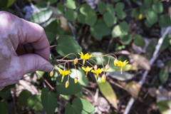 Vancouveria chrysantha