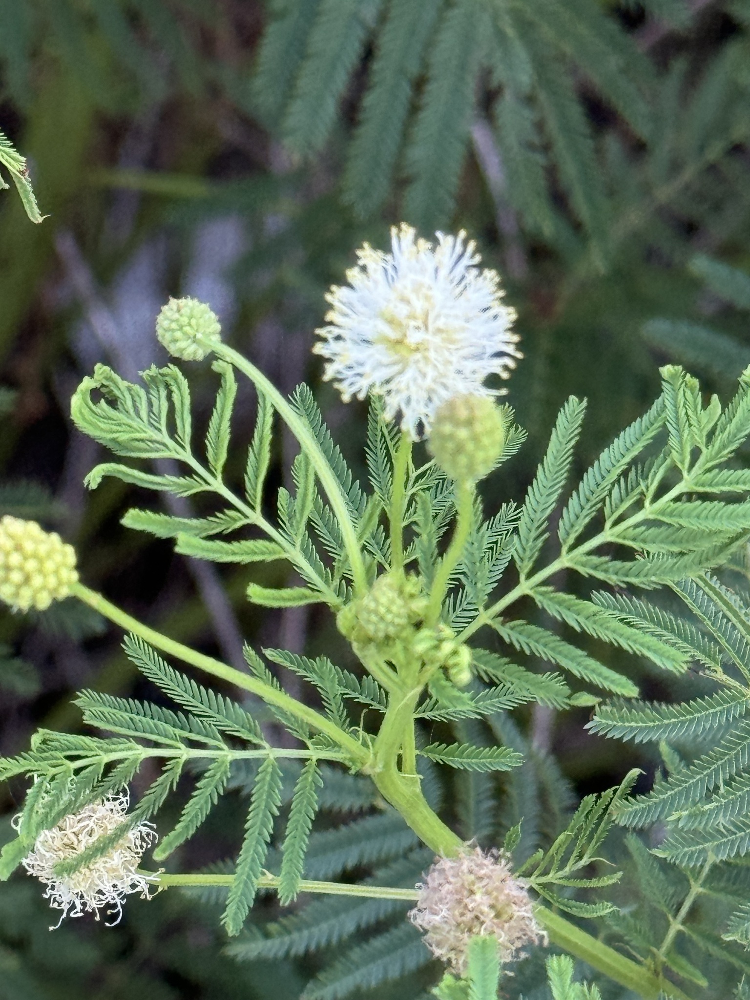 Desmanthus