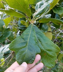 Quercus boyntonii