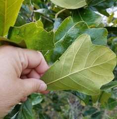 Quercus boyntonii