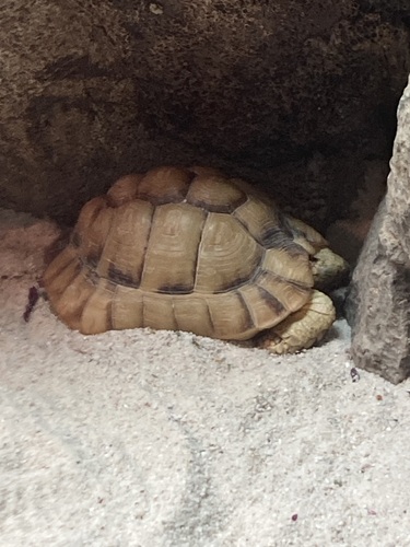 Negev Tortoise, Testudo kleinmanni