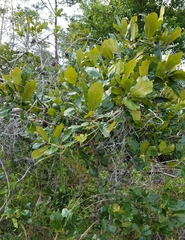 Quercus boyntonii