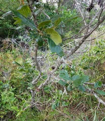 Quercus boyntonii