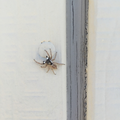 Menemerus semilimbatus