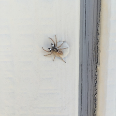 Menemerus semilimbatus