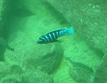 Microchromis zebroides