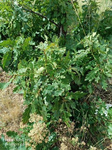 Another photo of Oak