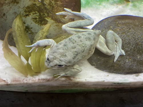 White water frog, Telmatobius culeus