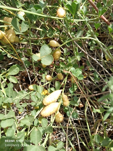 Glycyrrhiza triphylla (Glycyrrhiza triphylla)