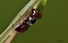 Hylaeus ruficeps ruficeps