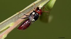Hylaeus ruficeps ruficeps