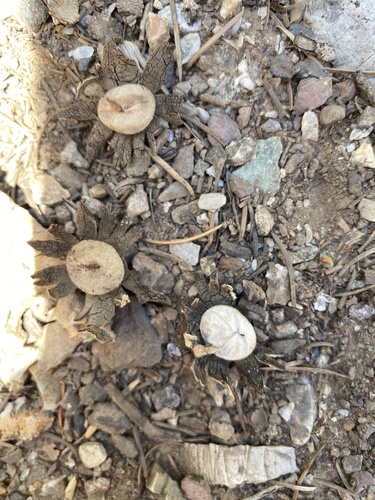 Geastrum coronatum