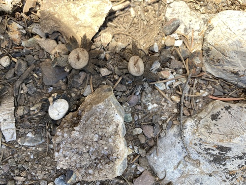 Geastrum coronatum (Photo 3 of 3)