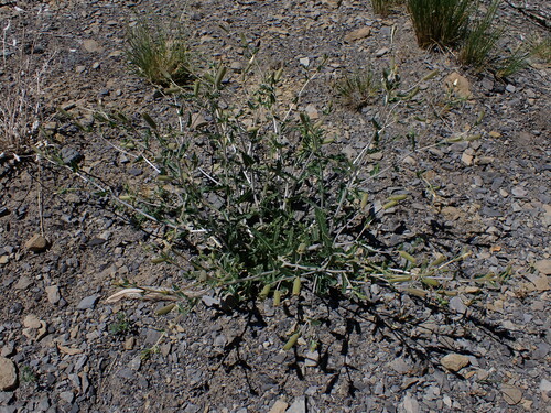 Wavyleaf blazingstar (Mentzelia albescens)