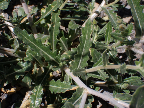 Image of Mentzelia albescens by (c) Nolan Exe, some rights reserved (CC BY)