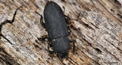 Toxicum punctipenne