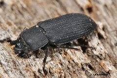 Toxicum punctipenne
