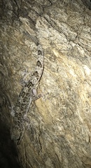 Hemidactylus angulatus