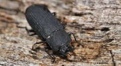 Toxicum punctipenne