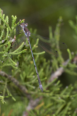 Lestes australis