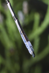 Lestes australis
