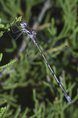 Lestes australis