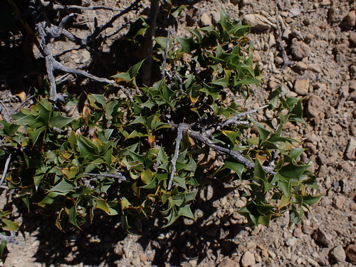 Berberis comberi