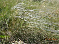 Stipa zalesskyi