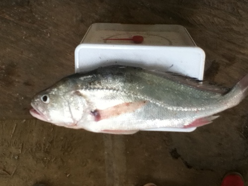 Pacora croaker (Plagioscion surinamensis) — Sciaenidae — 2