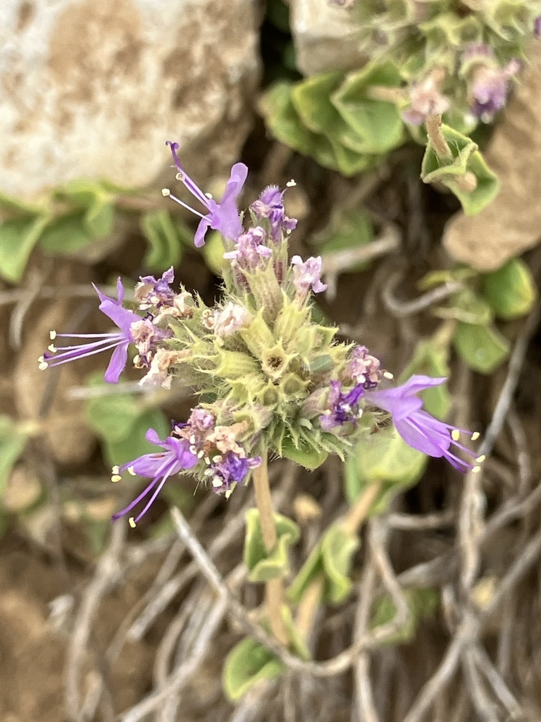 Cyclotrichium origanifolium