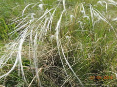 Stipa zalesskyi