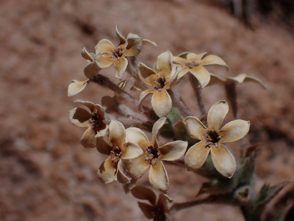 Arjona tuberosa (Arjona tuberosa)