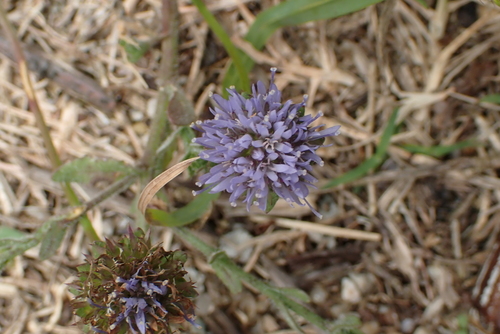 Jasione maritima (Jasione maritima)