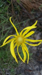 Phoebanthus tenuifolia image