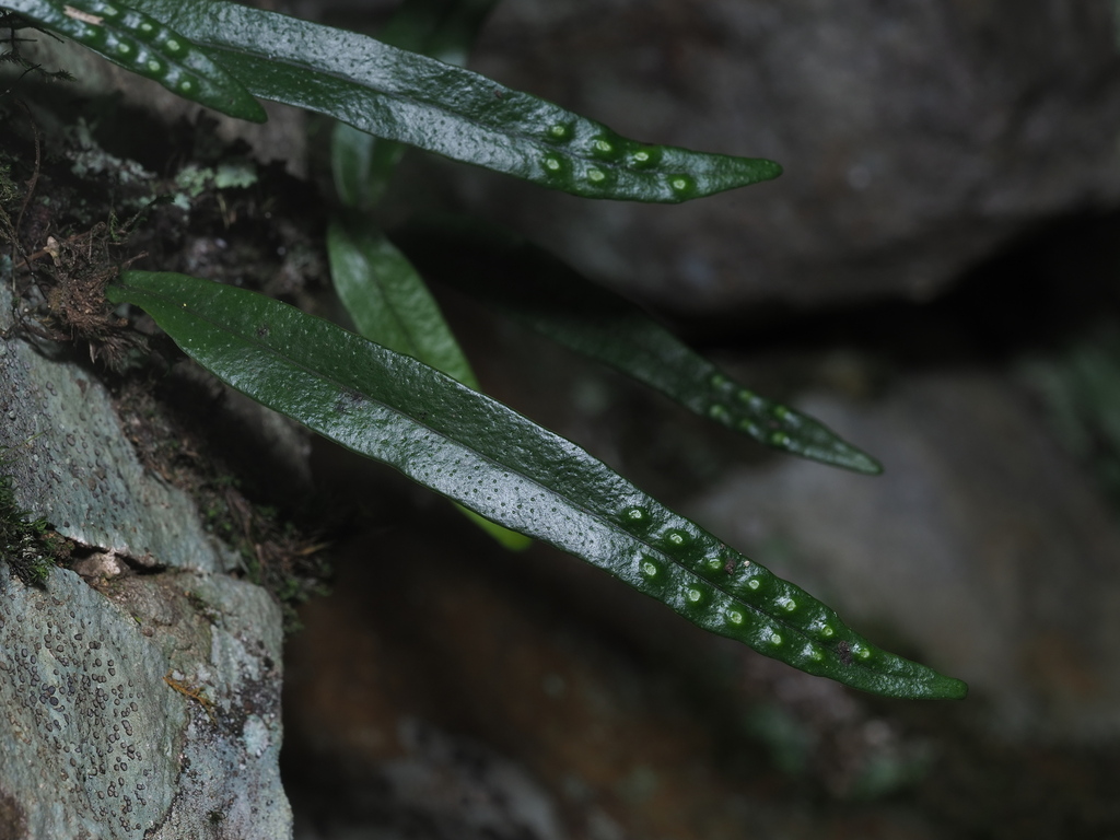 Lepisorus pseudoussuriensis