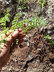 Hosackia crassifolia