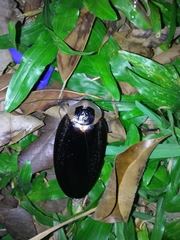 Blaberus craniifer