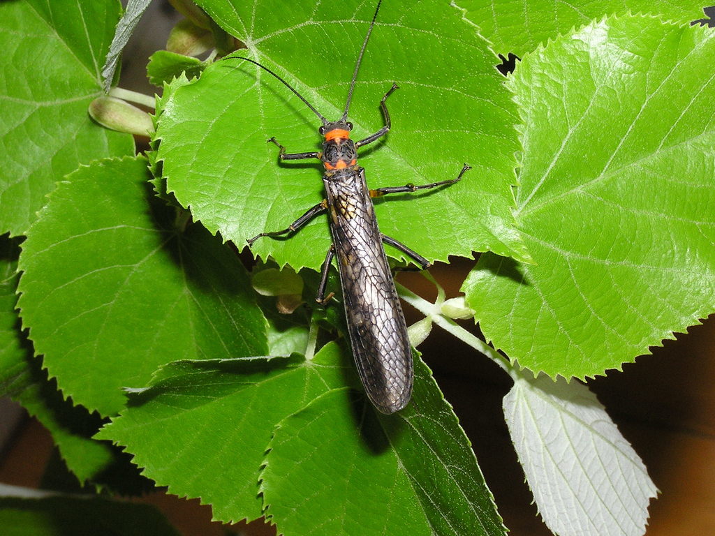 Midwestern Salmonfly