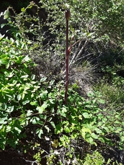 Angelica californica