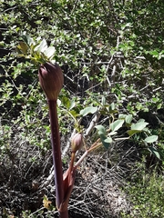 Angelica californica