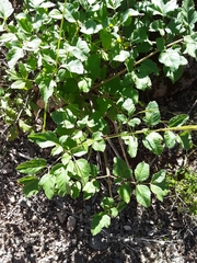Angelica californica
