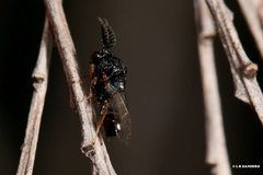 Eucharitidae