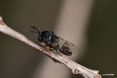 Eucharitidae