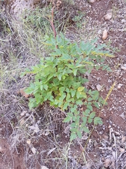 Angelica californica